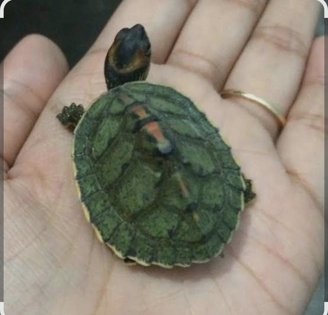 इंडियन रूफ्ड टर्टल की अवैध बिक्री का भंडाफोड़, युवक रंगे हाथों गिरफ्तार