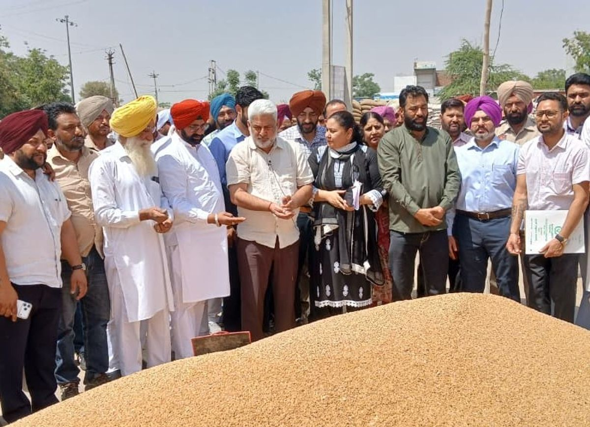 पंजाब में 76 लाख मीट्रिक टन गेहूं की खरीद, खाद्य मंत्री ने किया मंडी का निरीक्षण, बोले- 24 घंटे में हो रहा भुगतान