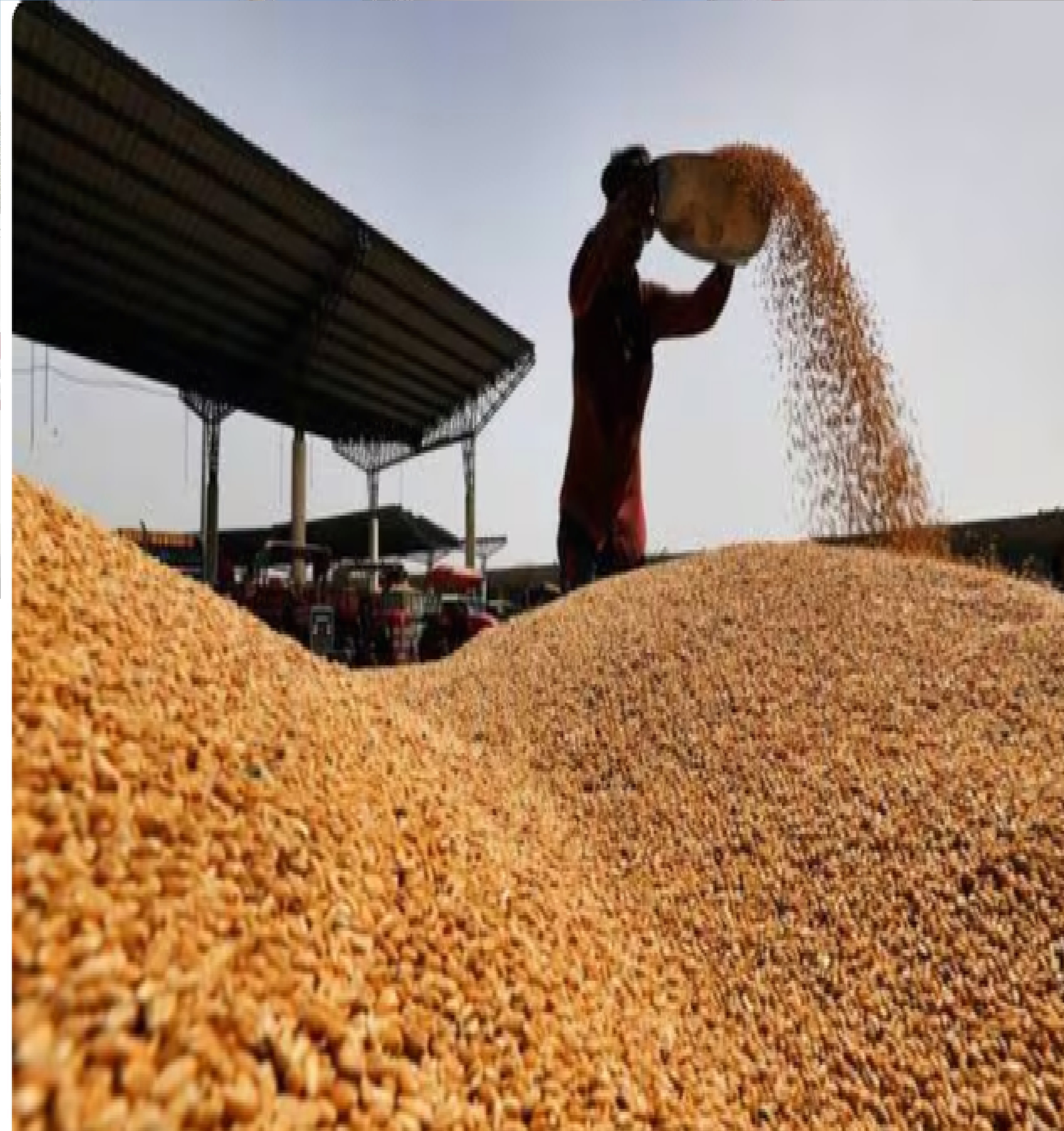 गेहूं की आवक और खरीद 100 लाख मीट्रिक टन के आंकड़े से हुई पार