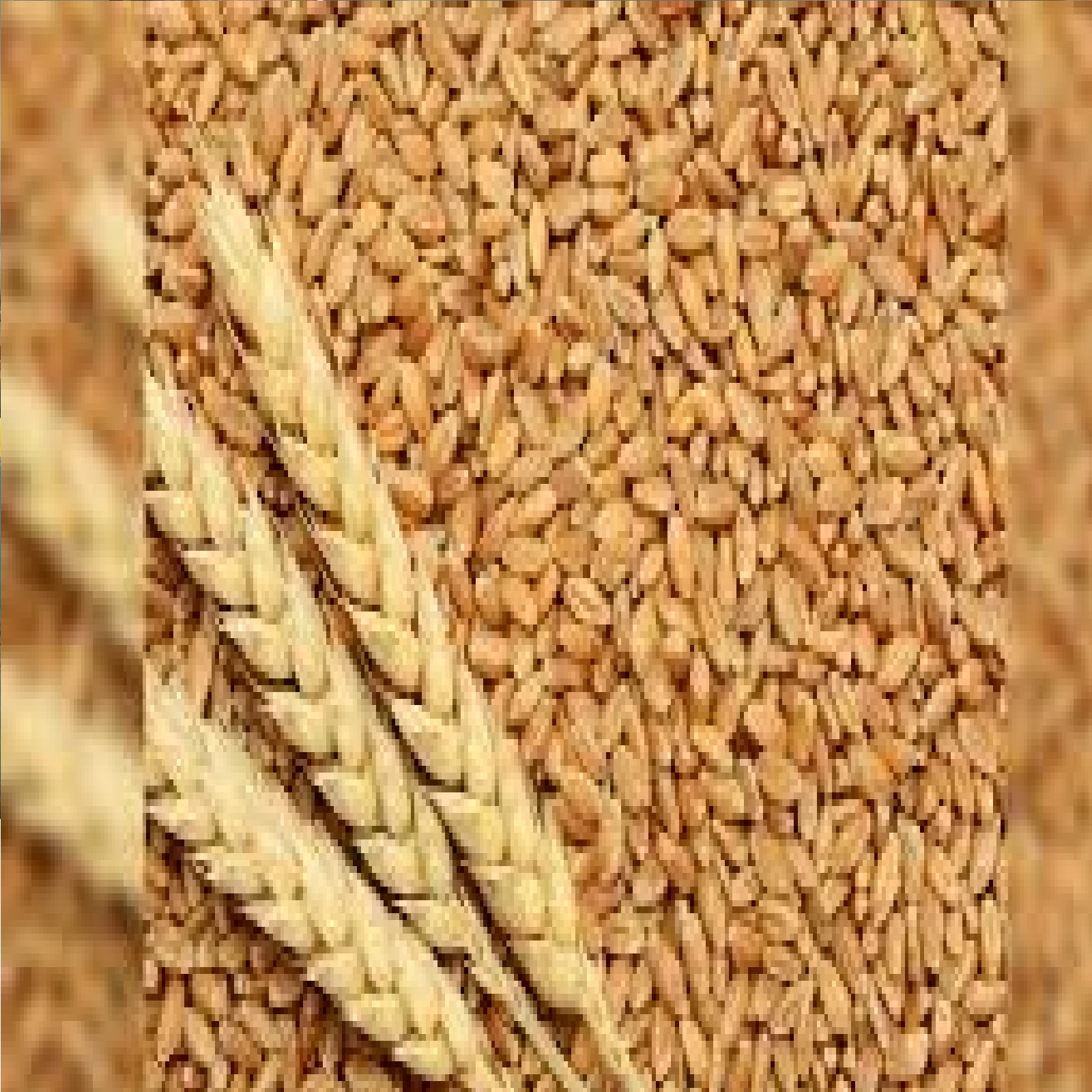 गेहूं की खरीद के मामले में अब तक संगरूर अग्रणी