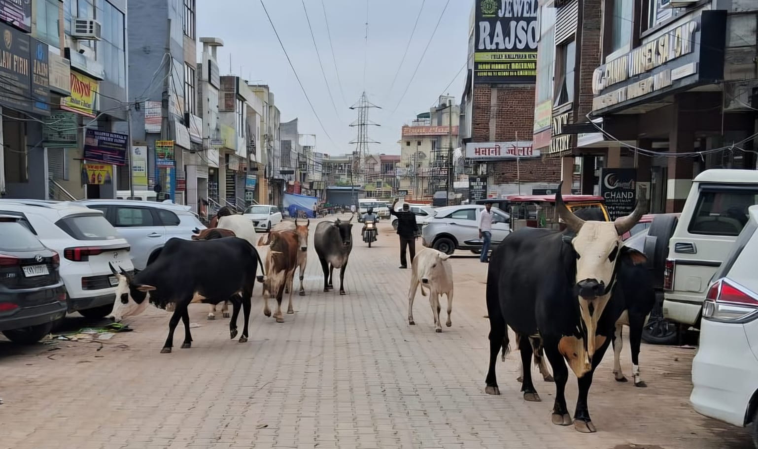 Zirakpur: सड़कों पर पशुओं का जमावड़ा, जीरकपुर में यातायात प्रभावित