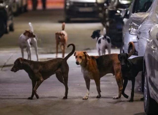 Ludhiana: गुरदेव नगर निवासियों की शिकायत पर कार्रवाई, सीएम ने आवारा कुत्तों पर एक्शन लेने के दिए आदेश