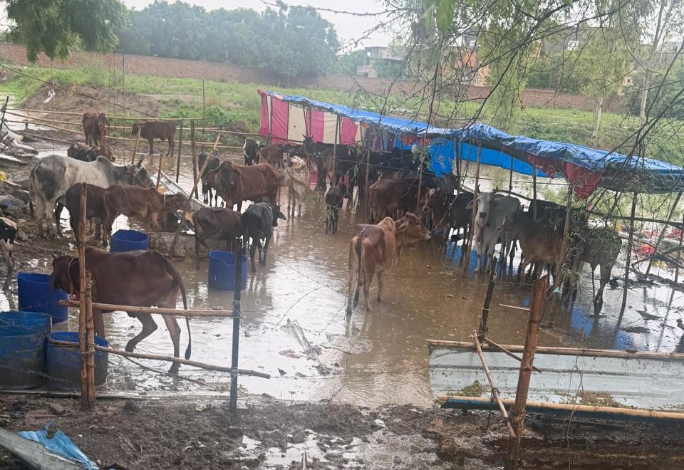 Panipat: कार्रवाई के बाद भी ग्रीन बेल्ट पर गौशाला संचालित होने का दावा, स्थानीय लोगों ने जांच की उठाई मांग