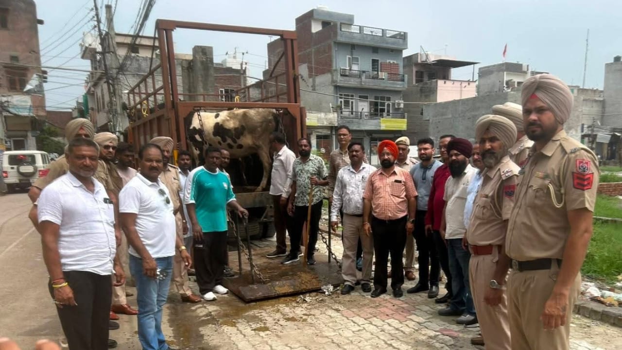 Amritsar: डेयरी संचालकों के विरोध के बावजूद कार्रवाई, 5 अवैध डेयरियों से पशु जब्त कर गौशाला भेजे