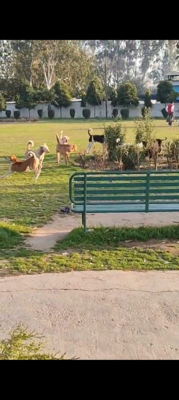 प्रशासन की लापरवाही से 'डेंजर जोन' बना मनीमाजरा का नगला मोहल्ला पार्क; मासूमों की जान दांव पर!