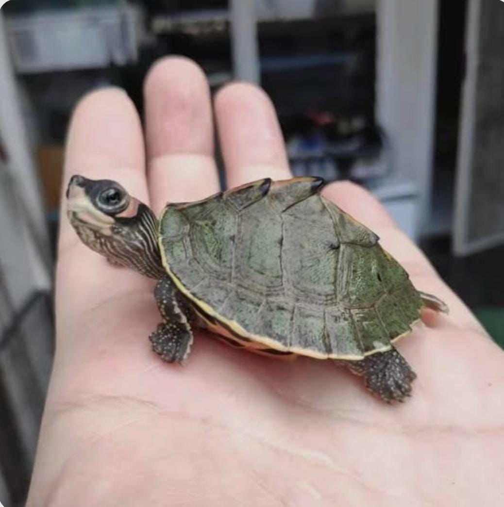 इंडियन रूफ्ड टर्टल की अवैध बिक्री का भंडाफोड़, युवक रंगे हाथों गिरफ्तार