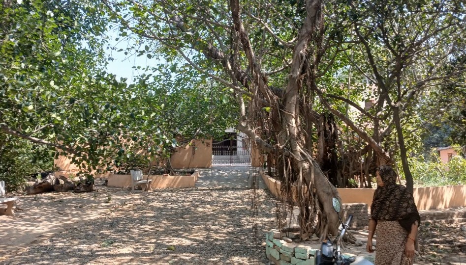 Fatehgarh Sahib: पंजाब में सदियों पुराना पेड़ लोगों के लिए कौतूहल का विषय, पंजाब में प्राकृतिक धरोहर का अनोखा उदाहरण
