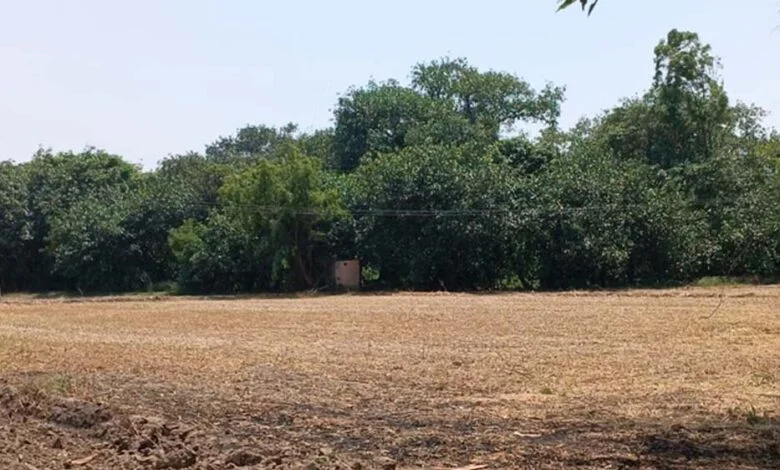 Fatehgarh Sahib: पंजाब में सदियों पुराना पेड़ लोगों के लिए कौतूहल का विषय, पंजाब में प्राकृतिक धरोहर का अनोखा उदाहरण